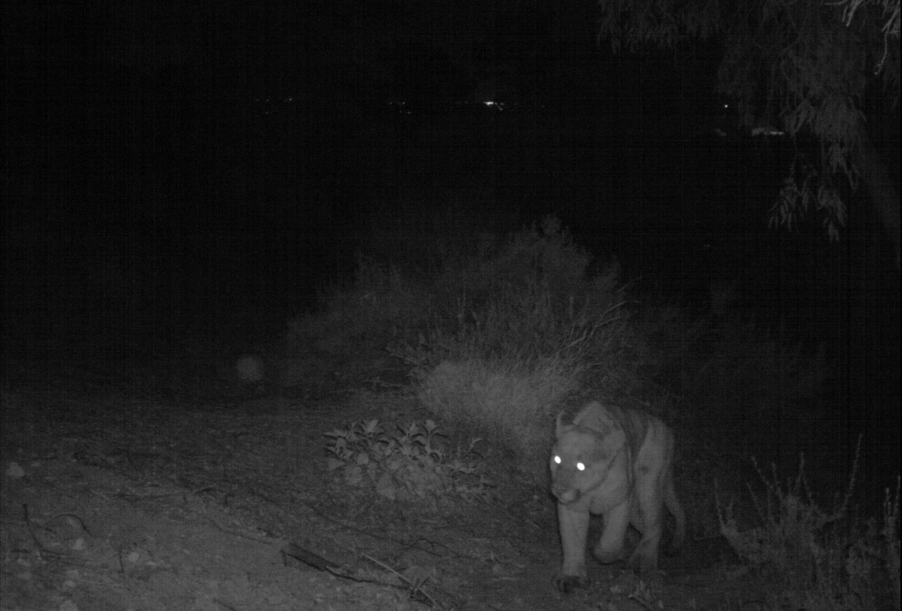 A mountain lion walking toward the camera at night, photographed by a camera trap.